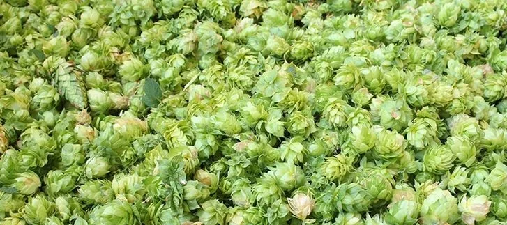 Wet Hop Brew Day 3