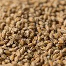 Gladfields – Wheat Malt